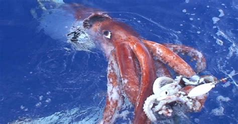Giant Squid - Top 10 Tale