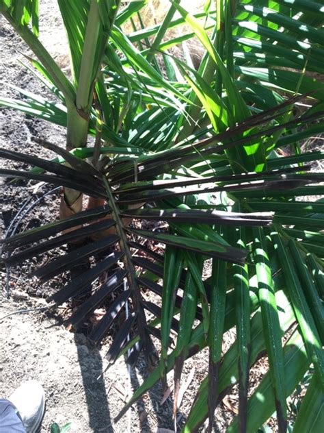 Help King Palms Dying Discussing Palm Trees Worldwide Palmtalk