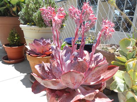 Crassula ovata is also known as the jade plant, which is an excellent flowering succulent for both indoor and outdoor use. Jerry and Kay: Pink Succulent Flowers - Photo of the Week