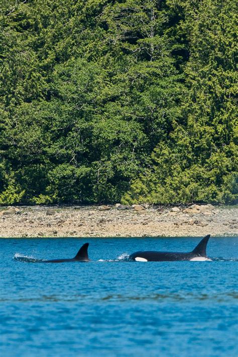 Where To See Orcas In The Wild Tofino Bc Everintransit