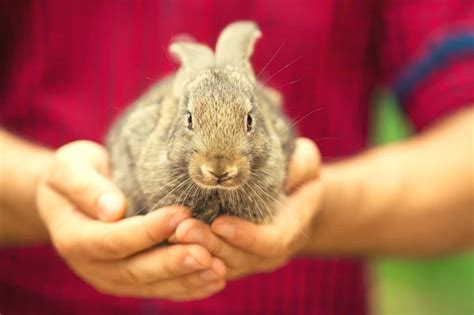 10 Rabbit Care Tips For Beginners Koalapets