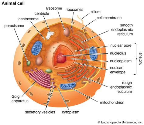 Identify And Label Each Part Of The Eukaryotic Cell Brainly Com