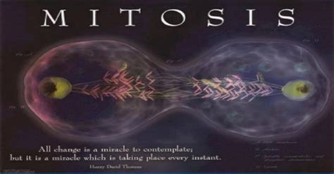 Ppt What Is Mitosis A Form Of Cell Division Asexual Reproduction In