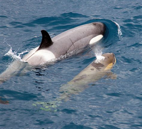 Mother Orca Showed Love By Dragging Deceased Calf In Record Time
