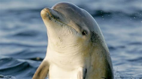 Whale And Dolphin Conservation Charity The Outdoor Guide