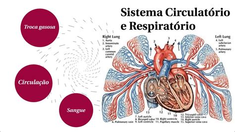 Curiosidades Sobre O Sistema Circulat Rio Modisedu