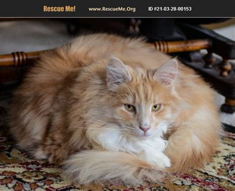 Adopt 21032800153 ~ Norwegian Forest Cat Rescue ~ Litchfield Ct