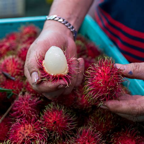 Rambutan Red Spiky Fruit Even Though The Origins Of This Fruit Are