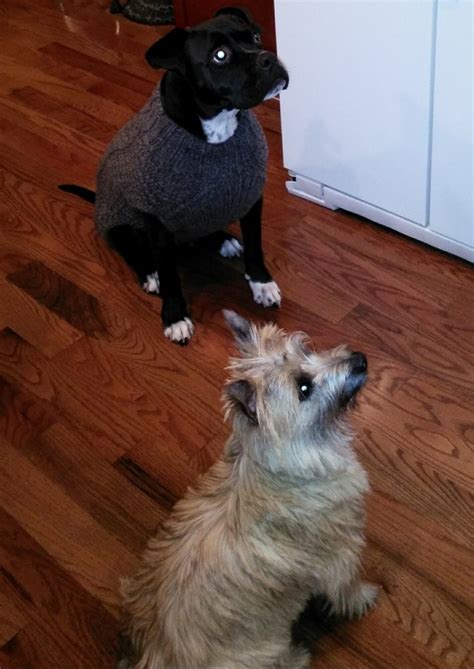 Many different underlying issues can cause sneezing in a cat. Why is my dog sneezing and reverse sneezing a lot? - Quora