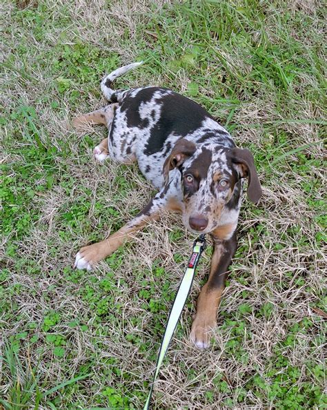 Not akc recognized life expectancy: The Catahoula Leopard Dog is the state dog of Louisiana. A ...