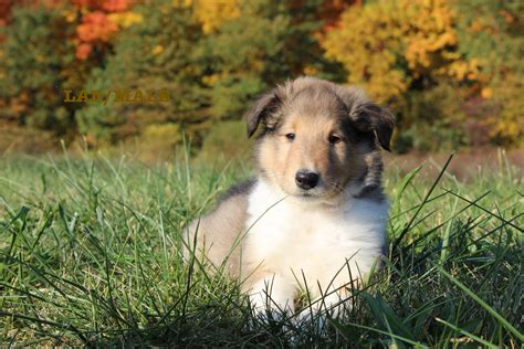 Lad Akc Rough Collie Male Puppy For Sale At Bryant Indiana Vip In