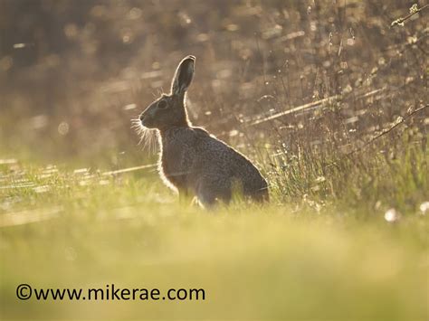 Brown Hare Sitting Evening Webs April Suffolk Lepus Euro Flickr