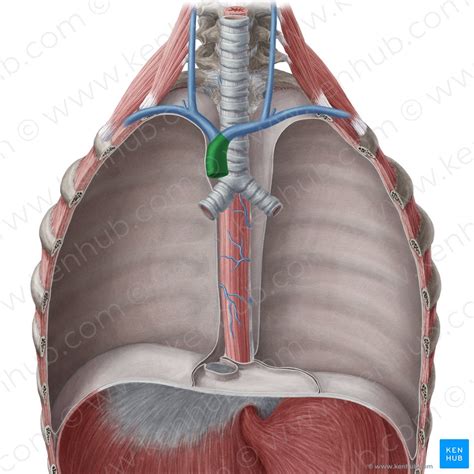 Trachea Anatomy Blood Supply Innervation And Function Kenhub