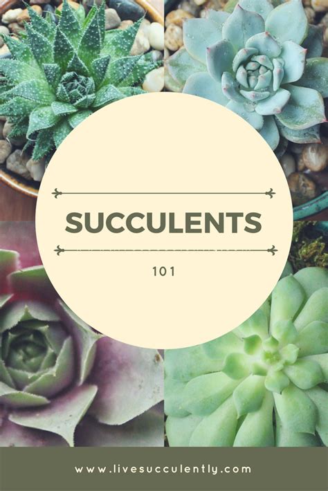 Succulents 101 Succulent Care For Beginners Succulent Care Gardening For Beginners Succulents