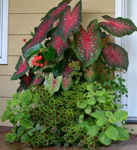 Cut ventilation slits or holes in the plastic, and remove the cover daily to expose the cuttings fully to fresh air before turning the cover inside out and replacing it. Caladiums, dragon wing begonias, Swedish ivy "lemon twist ...