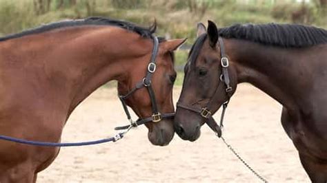 El virus se trasmite de una persona a otra durante el contacto sexual. Auch Pferde können Halsschmerzen bekommen - gesundheit ...