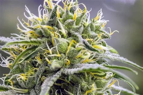 19 New Cannabis Strains For 2019 Mold Resistant Strains