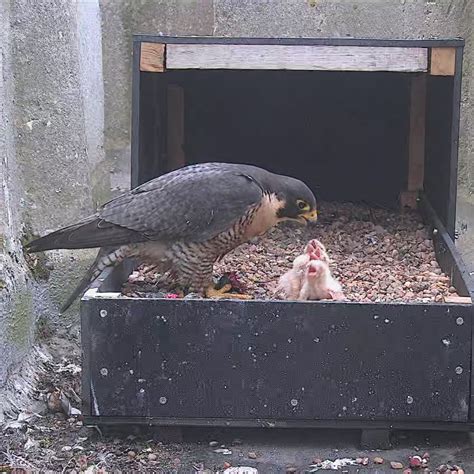 Wild Marlow Welcomes New Peregrine Falcon Chicks At All Saints Church
