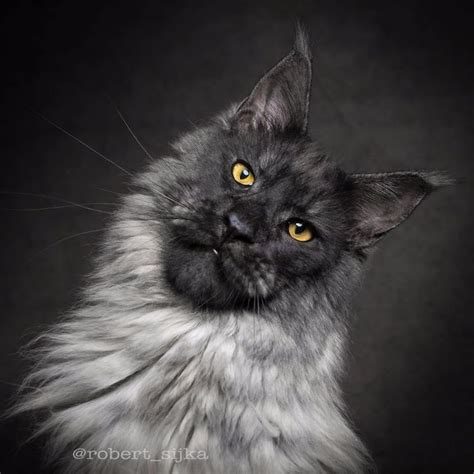 They can weigh up to 18 pounds if male, and 14 if female. 30 Majestic Pictures of Maine Coon Cats by Robert Sijka