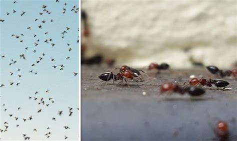 Flying Ants Swarm Why Are There So Many Flying Ants Right Now Uk