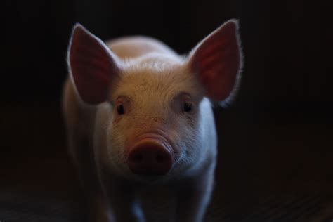 750 Pig Pictures Download Free Images And Stock Photos On Unsplash