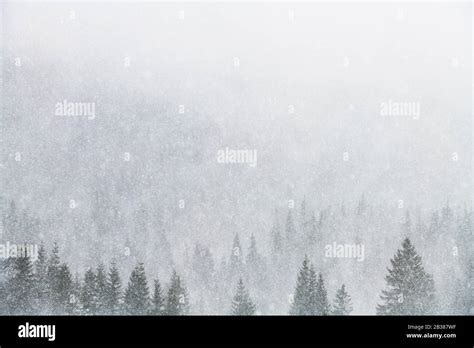 Snowstorm In Winter Mountains Snowy Spruce And Pine Forest Landscape
