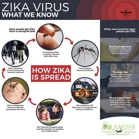 zika virus what we know mr mister mosquito control