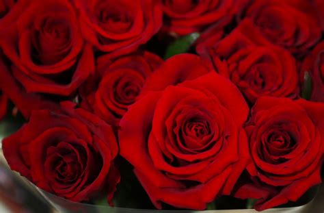 The lover's rose, often associated with valentine's day, meaning enduring passion. Valentine's Day 2017: Top 10 quotes to say 'I love you'