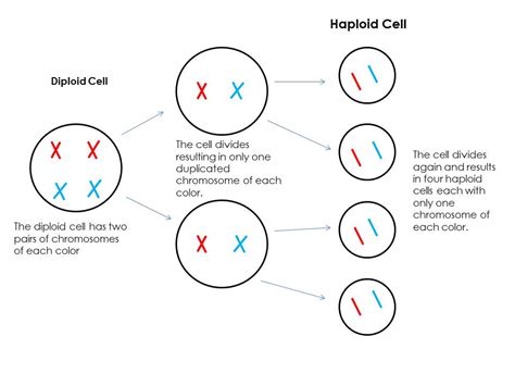 Using unlabeled data together with labeled data is of both theoretical and practical interest. What are haploid cells? | Socratic