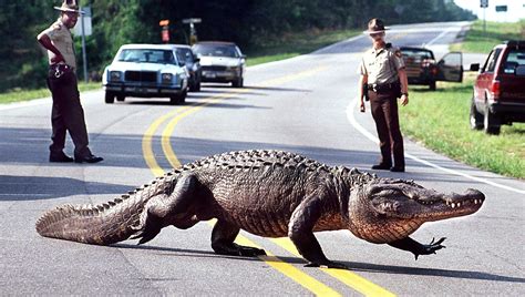 How To Stay Safe In Alligator Country