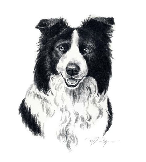 Top 25 dog coloring pages for kids: BORDER COLLIE Dog Art Print Signed by Artist DJ Rogers