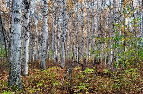 Boreal Forest In Fall Creamers Field Photograph By Cathy Mahnke Pixels