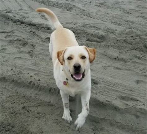 Is there a lab available for adoption that caught your eye? ADOPTED - Molly - Goldador (Labrador Retriever Golden ...