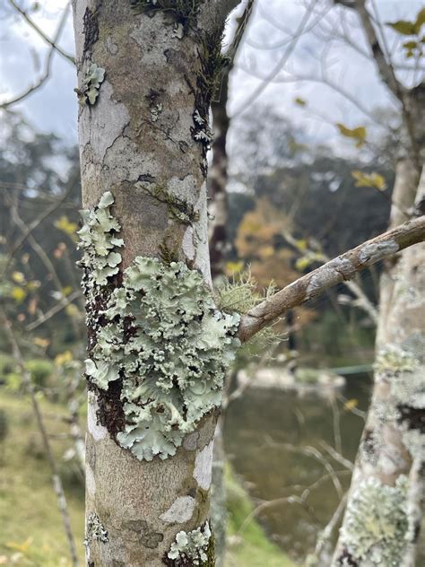 Lichens National Botanical Garden