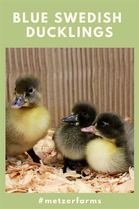 Blue swedish is the standard color (slate grey / bluish plumage) black swedish (blackish plumage) silver. Our Blue Swedish Ducklings are a perfect fit with any ...