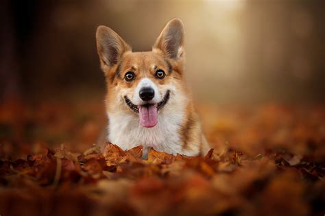 Corgi Wallpaper 4k