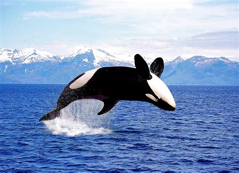 Killer Whale Orcinus Orca Adult Leaping Canada 817 267761