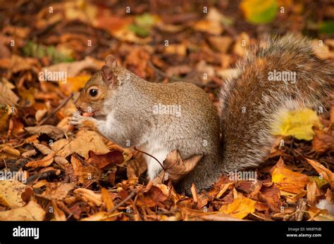 Grey Squirrel Eating Peanuts Stock Photo Alamy
