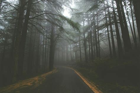 Aesthetic Photography Fog Mist Photographylife Forest Road Forest