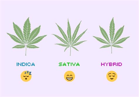 Indica Vs Sativa Vs Hybrid Understanding Cannabis Types