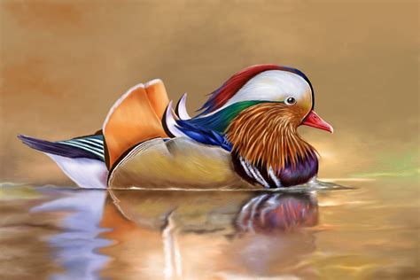 60 gambar mewarnai hewan pemandangan transportasi sumber : 10 Gambar Bebek Cantik Berenang