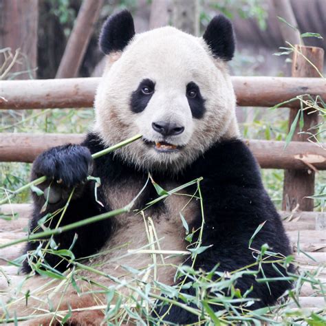 Panda Tooth Pick Taken In A Panda Sanctuary In Southern Ch Teresa