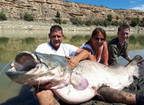 Wels Catfish, River Ebro, Spain – Total Fishing