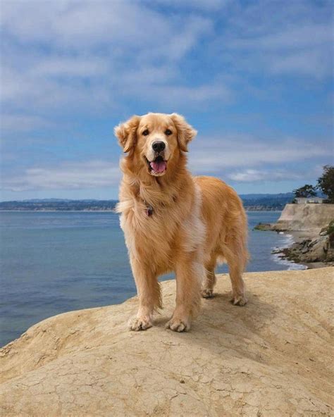 Golden Retriever Noble Loyal Companions In 2020 Dogs Golden