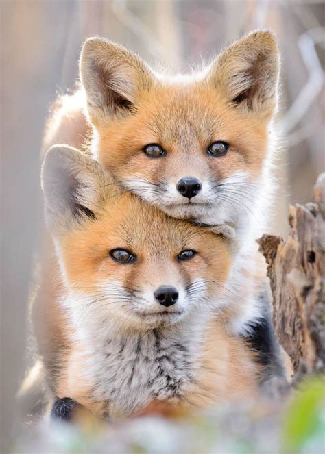 Red Fox Kits Animals Beautiful Animals Wild
