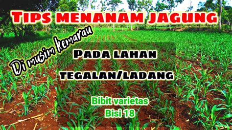 Tips Menanam Jagung Di Musim Kemarau Di Lahan Tegalanladang Youtube