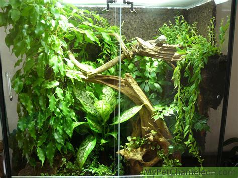 What is the natural habitat of chameleons? Where do chameleons live?
