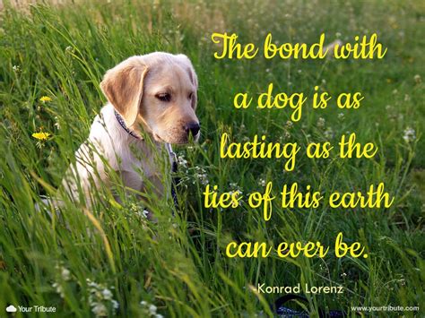At the top of a long hill, it was broken by a tall arch that glowed in the sunlight. Quotes about Pet Loss (61 quotes)