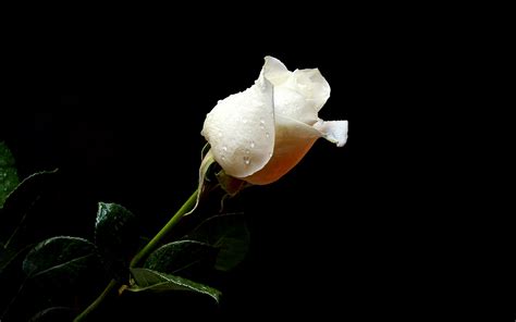 White Rose Wallpapers High Quality Download Free