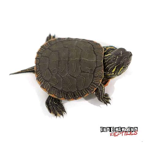 Western Painted Turtles For Sale Underground Reptiles